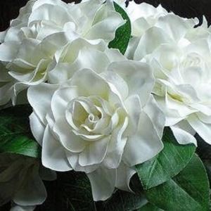 Meet your Posher, Alaa